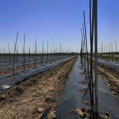 Giardino erbacce Agricoltura Copertura del suolo Paesaggio Tessuto Telo Pacciamatura Film di pacciamatura di plastica Agricoltura