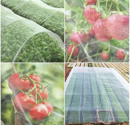Reti anti-insetti UV in HDPE Soluzione ideale per la protezione degli alberi da frutto