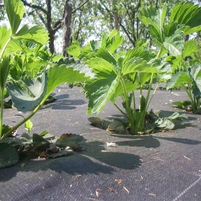 Protezione PP Tissuto Membrana PE Ground Cover Mesh Weed Mat Roll Anti-Grass Weed Mulch